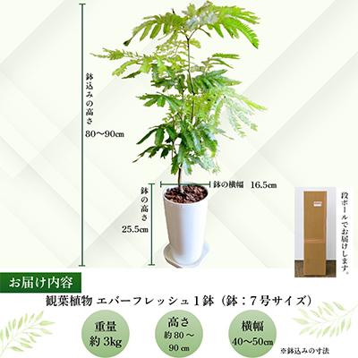 ふるさと納税 南九州市 観葉植物 エバーフレッシュ7号サイズ1鉢 |  | 02