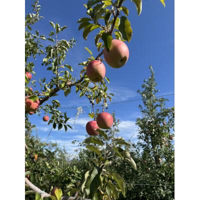 ふるさと納税 塩尻市 信州産りんご[品種おまかせ]約5kg(14〜20玉)