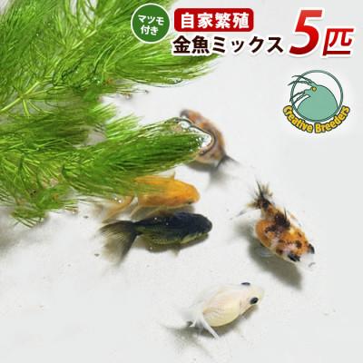 ふるさと納税 指宿市 金魚ミックス5匹+マツモ付き (IB167-005)