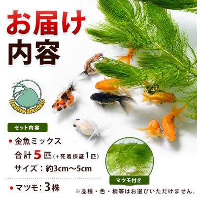 ふるさと納税 指宿市 金魚ミックス5匹+マツモ付き (IB167-005) |  | 01