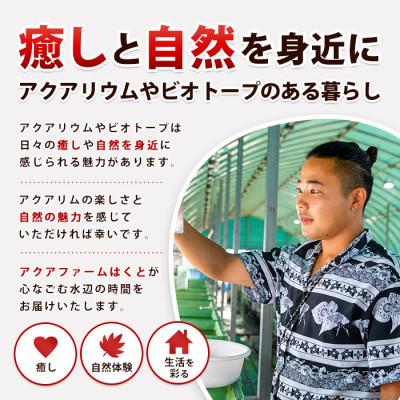 ふるさと納税 指宿市 金魚ミックス5匹+マツモ付き (IB167-005) |  | 02