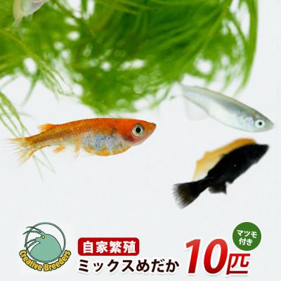 ふるさと納税 指宿市 ミックスめだか10匹+マツモ付き (IB167-006)