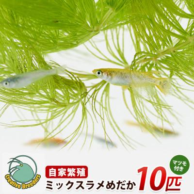 ふるさと納税 指宿市 ミックスラメめだか10匹+マツモ付き (IB167-007)