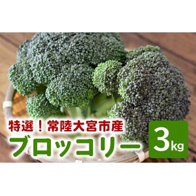 ふるさと納税 常陸大宮市 小野瀬農園の特選ブロッコリー 3kg