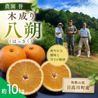 ふるさと納税 日高川町 [2027年3月発送]完熟 八朔(はっさく) 約10kg サイズ混合 和歌山県日高川町産