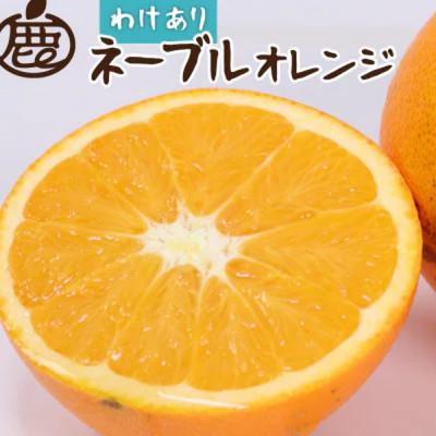 ふるさと納税 高野町 家庭用 ネーブルオレンジ1kg+250g(傷み補償分)[光センサー選別][訳あり]