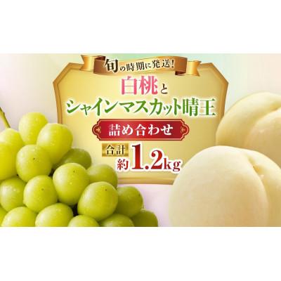 ふるさと納税 高梁市 [2027年発送分 先行受付]岡山県産 白桃とシャインマスカットのセット