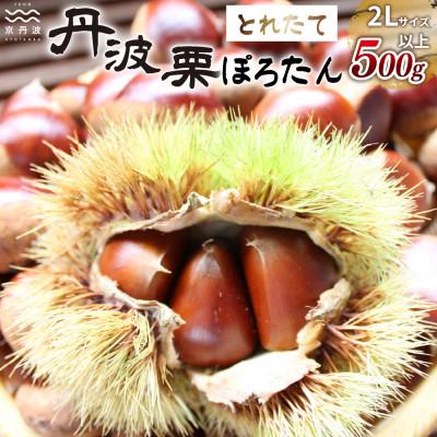 ふるさと納税 京丹波町 京丹波町岩崎農園の「ぽろたん」500g とれたて栗 京丹波町産 丹波栗