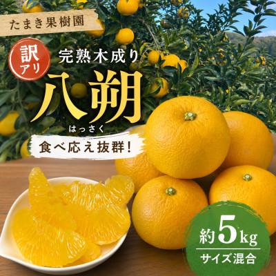 ふるさと納税 日高川町 [訳あり]完熟 木成り 八朔(はっさく)約5kg 和歌山県日高川町産