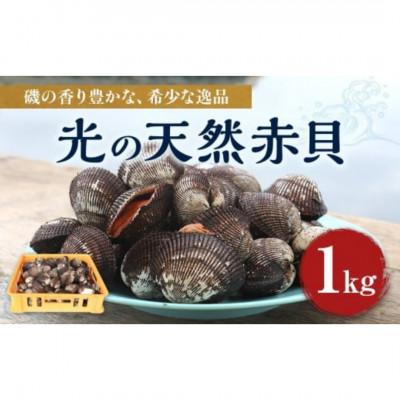 ふるさと納税 光市 光の天然赤貝 1kg