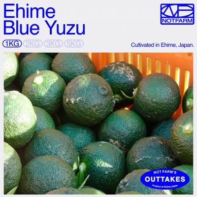 ふるさと納税 八幡浜市 [OUTTAKES]訳あり 青ゆず1kg 愛媛県産 青柚子 BLUE YUZU[99-38]