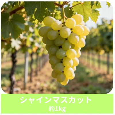 ふるさと納税 飯綱町 [ぶどう]シャインマスカット 2〜3房(約1kg)