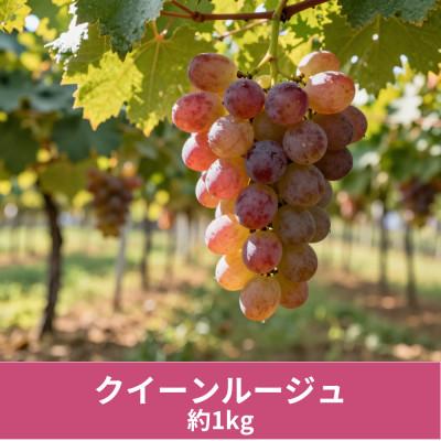 ふるさと納税 飯綱町 [ぶどう]クイーンルージュ 2〜3房(約1kg)