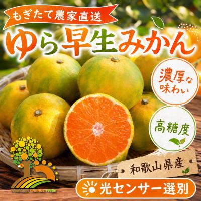 ふるさと納税 紀美野町 濃厚な味わい ゆら早生みかん 約2kg (nuk003-yura-2)