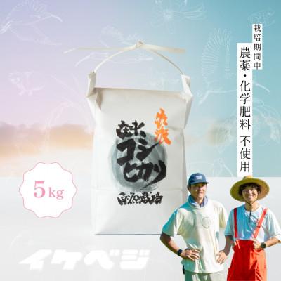 ふるさと納税 佐渡市 [在来コシヒカリ]白米 5kg 令和8年産 新潟県佐渡産