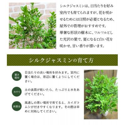 ふるさと納税 南九州市 観葉植物 シルクジャスミン1鉢 |  | 01