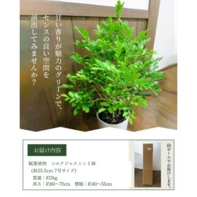 ふるさと納税 南九州市 観葉植物 シルクジャスミン1鉢 |  | 02