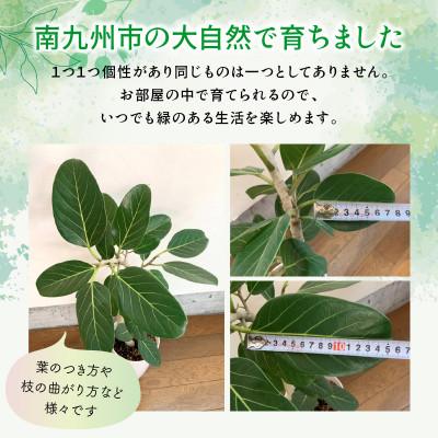 ふるさと納税 南九州市 観葉植物 ベンガレンシス7号サイズ1鉢 |  | 01