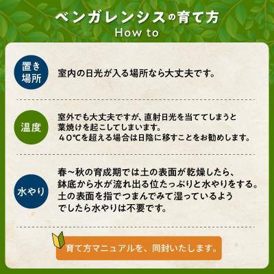 ふるさと納税 南九州市 観葉植物 ベンガレンシス7号サイズ1鉢 |  | 02