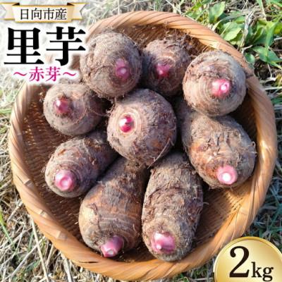 ふるさと納税 日向市 【期間限定】里芋(赤芽) 約2kg | 
