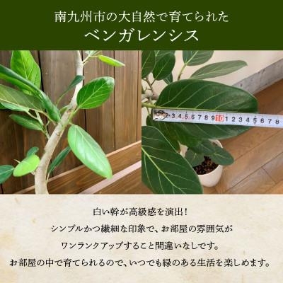 ふるさと納税 南九州市 観葉植物 ベンガレンシス8号サイズ1鉢 |  | 01