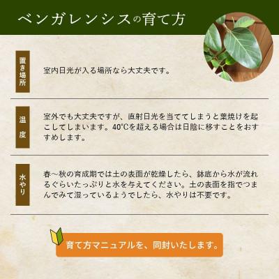ふるさと納税 南九州市 観葉植物 ベンガレンシス8号サイズ1鉢 |  | 02