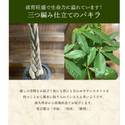 ふるさと納税 南九州市 観葉植物 パキラ1鉢 |  | 01