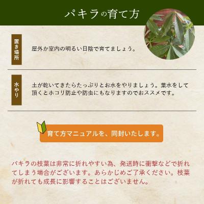 ふるさと納税 南九州市 観葉植物 パキラ1鉢 |  | 02