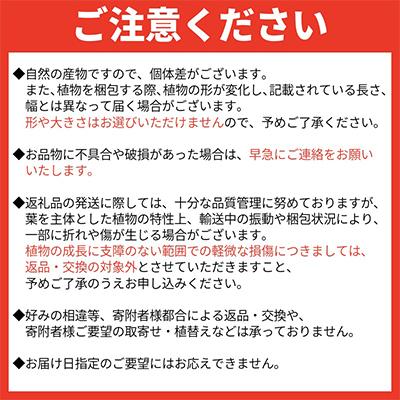 ふるさと納税 南九州市 観葉植物 パキラ1鉢 |  | 03