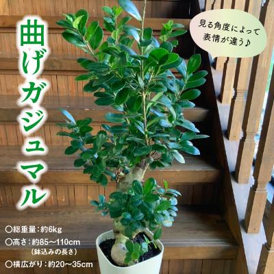 ふるさと納税 南九州市 観葉植物 ガジュマル1鉢 |  | 01