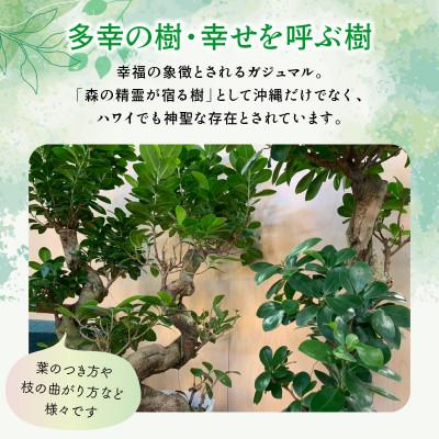 ふるさと納税 南九州市 観葉植物 ガジュマル1鉢 |  | 02