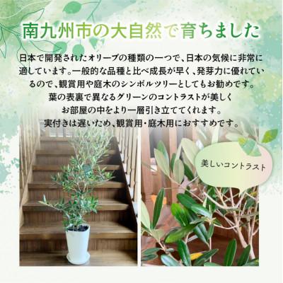 ふるさと納税 南九州市 観葉植物 オリーブ(ひなかぜ)1鉢 |  | 01