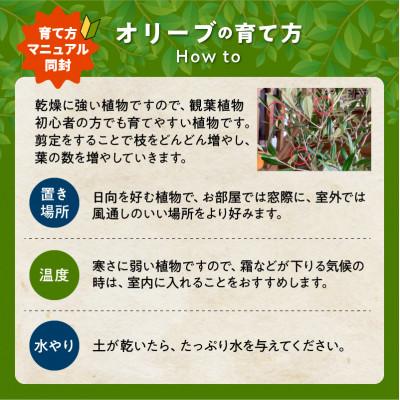 ふるさと納税 南九州市 観葉植物 オリーブ(ひなかぜ)1鉢 |  | 02