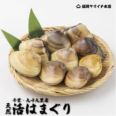 ふるさと納税 旭市 九十九里産 活はまぐり 約1kg