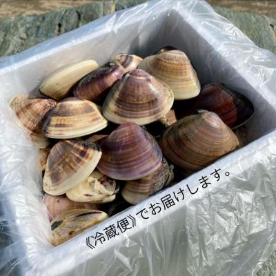 ふるさと納税 旭市 九十九里産　活はまぐり　約1kg |  | 02