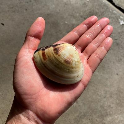 ふるさと納税 旭市 九十九里産　活はまぐり　約1kg |  | 03