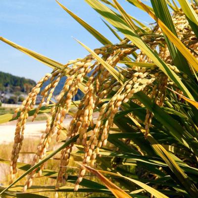 ふるさと納税 久米南町 【新米受付】【令和8年産 / 無洗米】岡山県産あきたこまち 2kg |精米HACCP認証工場| |  | 01