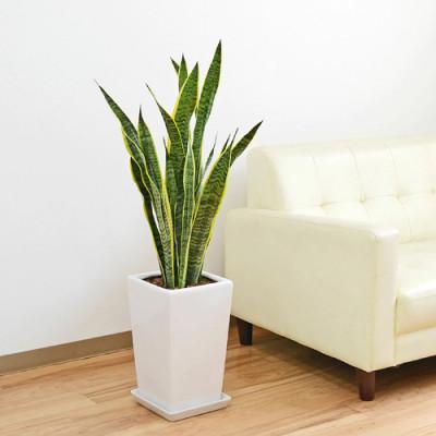 ふるさと納税 大村市 観葉植物サンスベリア ローレンティ スクエア陶器鉢7号1鉢