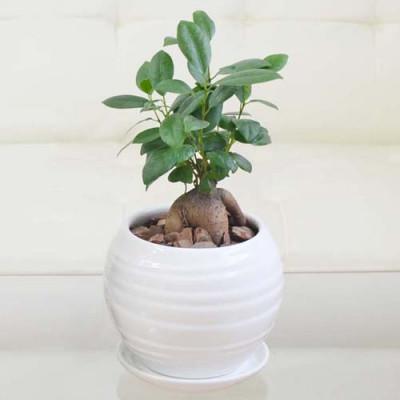 ふるさと納税 大村市 観葉植物 ガジュマル3号 ボール型陶器鉢 ホワイト