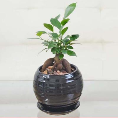 ふるさと納税 大村市 観葉植物 ガジュマル ボール型陶器鉢3号 ブラック
