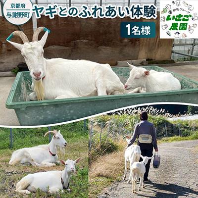 ふるさと納税 与謝野町 京都府与謝野町で ヤギとのふれあい体験 1名様用