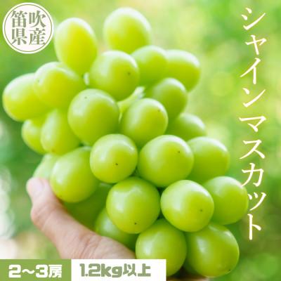 ふるさと納税 笛吹市 また食べたくなる 美味 シャインマスカット 1.2kg以上 2〜3房[2026年発送予定]