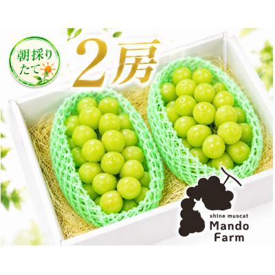 ふるさと納税 静岡市 静岡産シャインマスカット2房(約1kg)