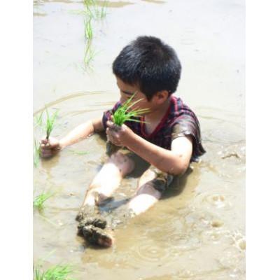 ふるさと納税 五泉市 【先行受付】令和8年産新潟県五泉市産　無洗米食べ比べセット　コシヒカリ1kg新之助1kg　計2kg |  | 02