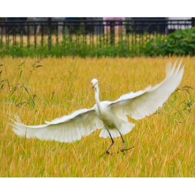 ふるさと納税 五泉市 【先行受付】令和8年産新潟県五泉市産　【お米ソムリエのお米】新之助5kg玄米 |  | 03