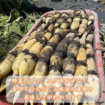 ふるさと納税 江北町 【特別栽培農産物認定】《地元江北町産》佐賀れんこんパック 1kg (250g×4パック) |  | 01