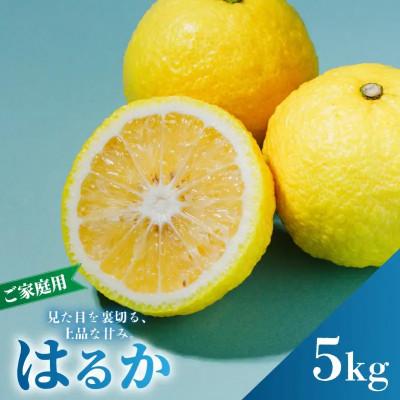 ふるさと納税 松山市 [先行予約]2027年2月中旬より発送 はるか サイズ混合約5kg 家庭用 訳あり みかん