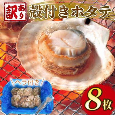 ふるさと納税 大船渡市 訳あり 三陸産 殻付きホタテ 8枚 [kama050]