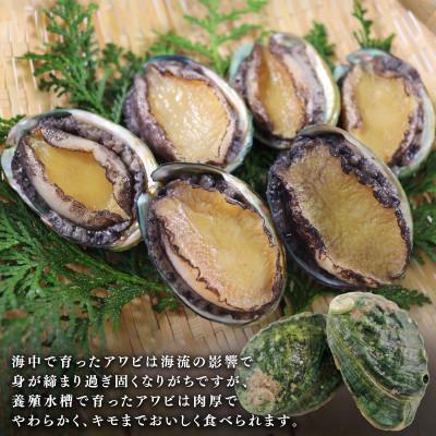 ふるさと納税 大船渡市 【2026年12月下旬発送】奇跡の再始動 訳あり翡翠あわび30g×6個[hisui011-12g] |  | 01