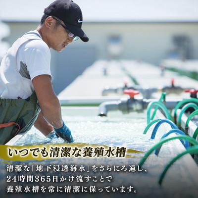 ふるさと納税 大船渡市 【2026年12月下旬発送】奇跡の再始動 訳あり翡翠あわび30g×6個[hisui011-12g] |  | 02